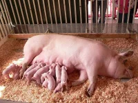 momma-pig.webp