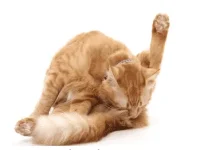 cat.png
