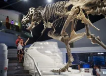 Mind Museum.webp