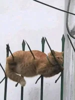 1675589699003.webp