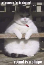 cute-fat-cat-meme-2.webp