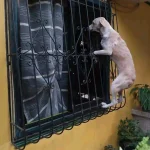 FB_IMG_1679571395626.webp