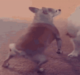 dog-twerk.gif