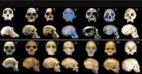 Human Skulls in Evolution Evidence.webp