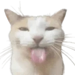 sillycat.png
