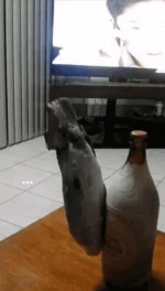 1685803102980.webp