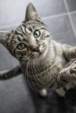 portrait-of-cat-royalty-free-image-1577481601.webp