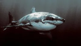 Mixed-Shark2.webp