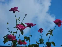 Roses.webp