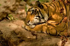 Conan-Dumenil-Tiger-2.webp