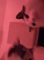 RaveCatsGIF.gif RaveCatsGIF.gif