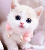 1693946628821.webp