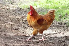 chicken-walking-dianna-tatkow.jpg