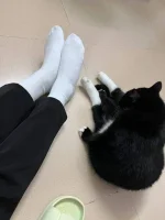 socks.webp