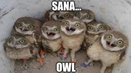 sana-owl-meme2.webp sana-owl-meme2.webp