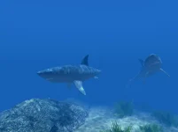 2145157_two-sharks-under-water.webp 2145157_two-sharks-under-water.webp