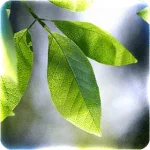 gKIjxaehrpCXmz-GId3_JwXtdxFYjaskyGwoqx3MuJ8_8=s280 (1).png gKIjxaehrpCXmz-GId3_JwXtdxFYjaskyGwoqx3MuJ8_8=s280 (1).png