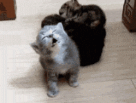 D52CE74D-A7D2-4715-A19C-99FACE878C67.gif