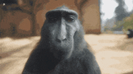 1704247990180.gif 1704247990180.gif