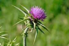 Milk_thistle_flowerhead.jpg Milk_thistle_flowerhead.jpg