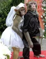 monkey-marriage.webp