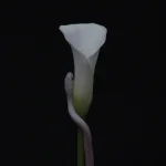 1711275952669.webp