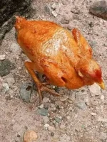 manok.webp