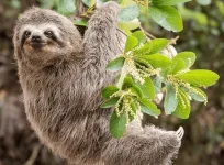Sloth.png Sloth.png