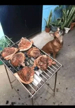 1713333775012.webp