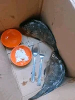 1713586360237.png
