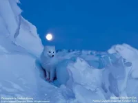 wolf.webp wolf.webp