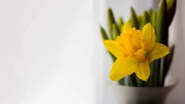 tulip-minimalist-01.jpg