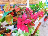 IMG_20220209_082250.webp