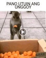1721054860119.webp