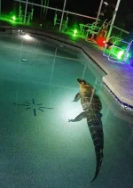 FB_IMG_1721474926392.webp
