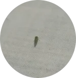Screenshot_2024-07-24-01-15-18-99_a23b203fd3aafc6dcb84e438dda678b6.webp
