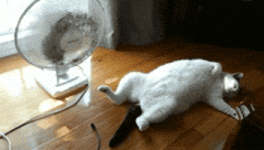 200.gif