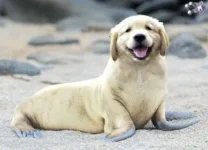 1727067319547.webp