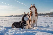 1727156778295.webp