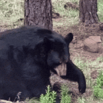 200.gif