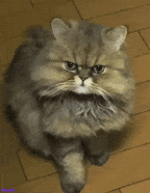 200.gif