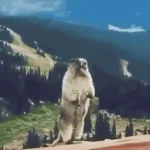 1729683822143.webp