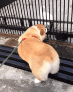 200.gif