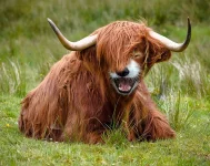 animal-hybrids-433.webp
