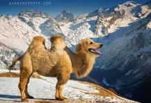 animal-hybrids-272.webp