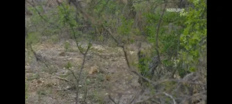 Screenshot_2024-11-13-15-44-01-143_org.videolan.vlc.webp