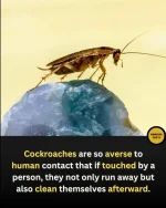 FB_IMG_1731655907046.webp