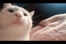 200.gif 200.gif