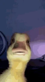 1732350868786.webp