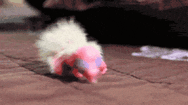 200.gif 200.gif